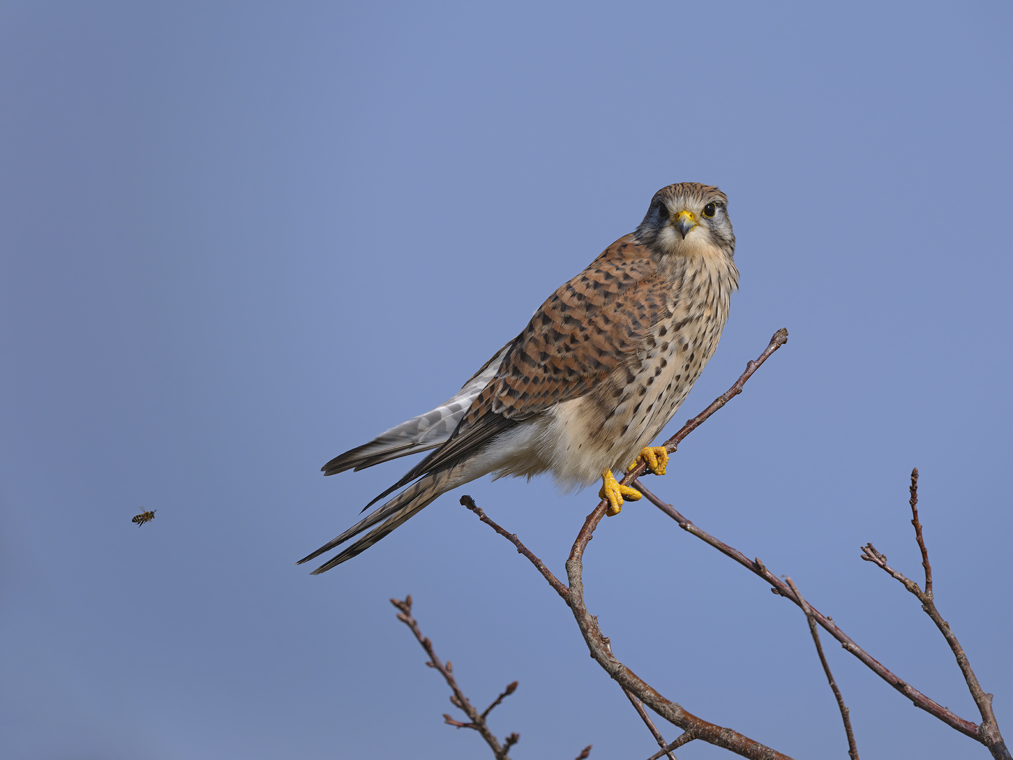 Hey, guck mal in deinen Rückspiegel und mach bitte Platz!